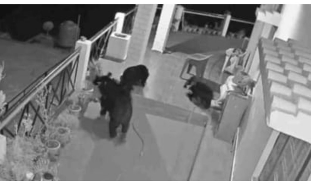 भोजन की तलाश में बच्चों के साथ घर में गिरे भालू, सीसीटीवी कैमरों में कैद,