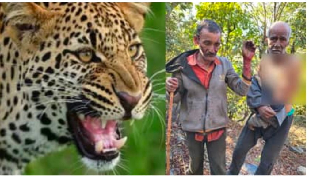 यमुनोत्री हाईवे के पास बकरी चुगा रहे दो लोगों पर गुलदार ने किया हमला, बुरी तरह जख्मी